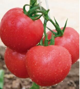 金棚8号B型- 粉红番茄抗TY病毒系列 金棚8号B型- 粉红番茄抗TY病毒系列