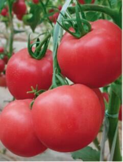 金棚8号- 粉红番茄抗TY病毒系列