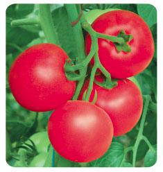 金棚1605- 粉红番茄系列