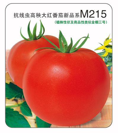 金棚M215- 大红番茄系列