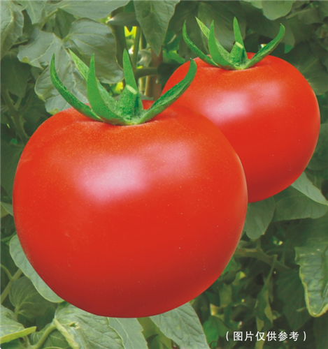 抗TY M215- 大红番茄系列 抗TY M215- 大红番茄系列