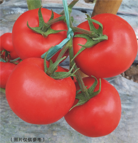 金棚513- 大红番茄系列