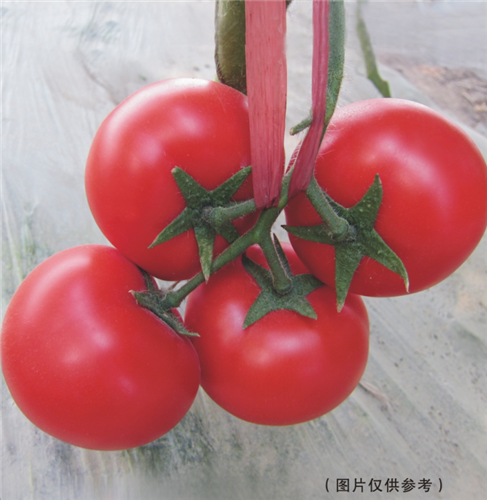 金棚515- 大红番茄系列