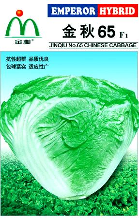 金棚金秋65大白菜- 其它蔬菜系列 金棚金秋65大白菜- 其它蔬菜系列