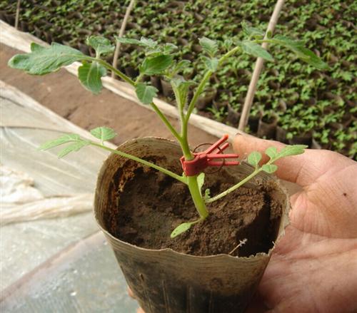 金棚砧木一号 JZM-1- 番茄砧木系列