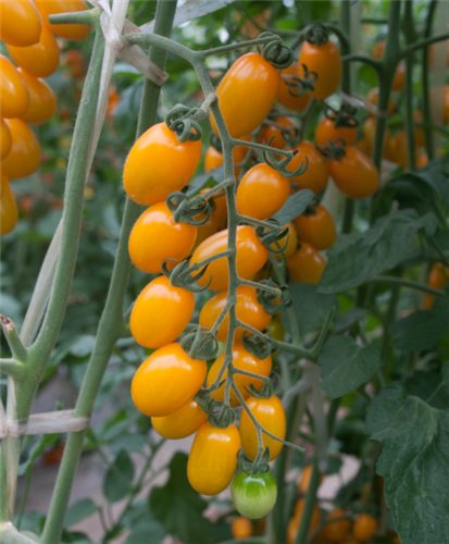 金棚小黄冠- 樱桃番茄系列