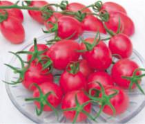 金棚粉妹二号- 樱桃番茄系列