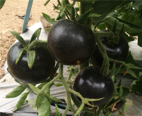 金棚黑元帅- 口感特色番茄系列