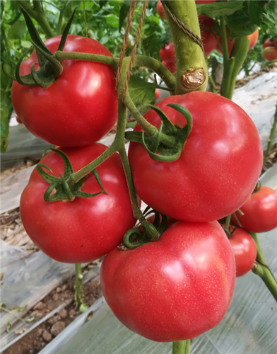 金棚1729- 口感特色番茄系列