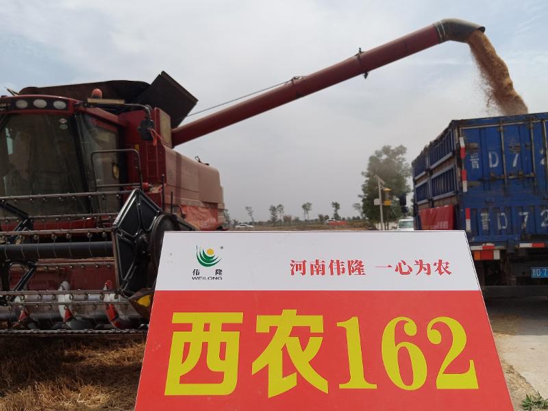 河南伟隆  中原农谷示范田  西农162.jpg