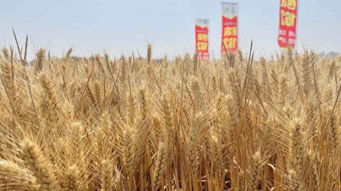 微信图片_20250530100510